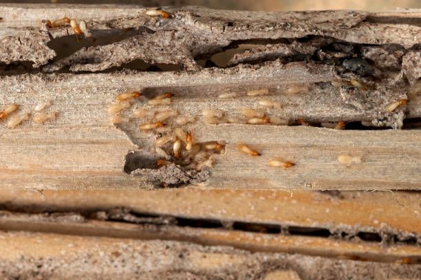 Best Emergency Pest Control  in Bethel, AK