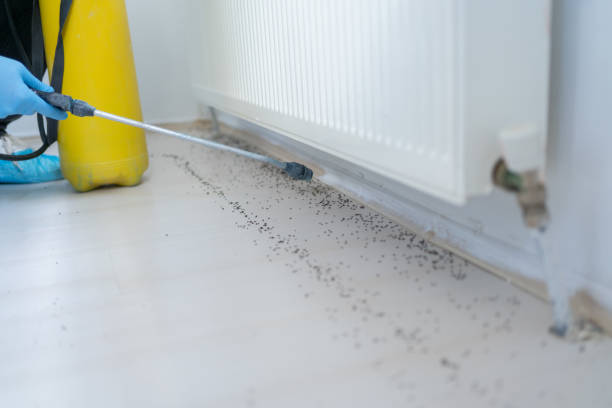 Best Ant Control Services  in Bethel, AK