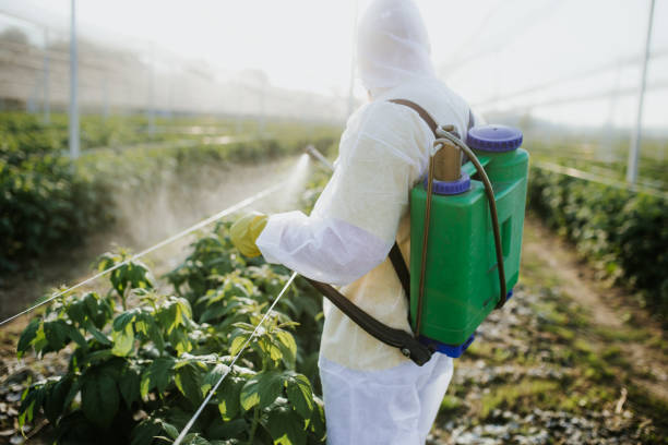 Best Ant Control Services  in Bethel, AK